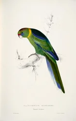 Barnardius zonarius
